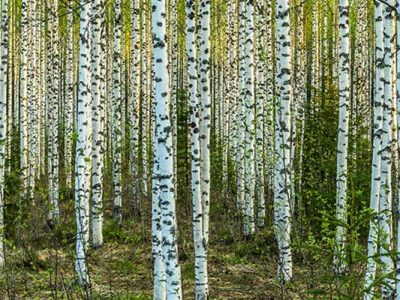 metsapalvelut-karkulehto-boorilannoitus