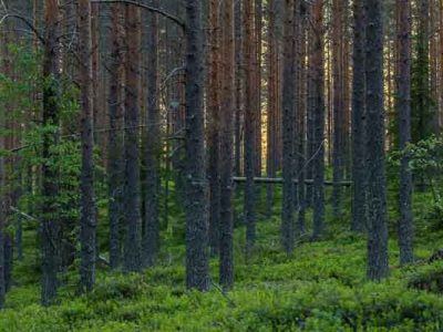 metsurijoensuu-metsapalvelut-karkulehto-metsanhoito-pohjois-karjala